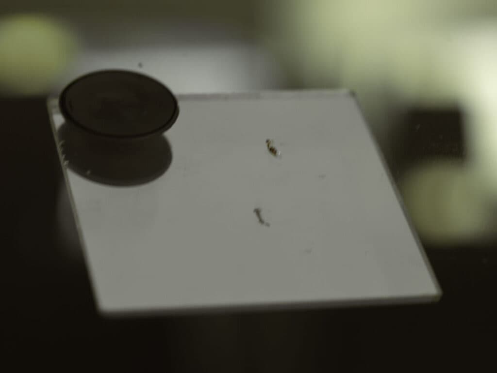 Chipped Windscreen